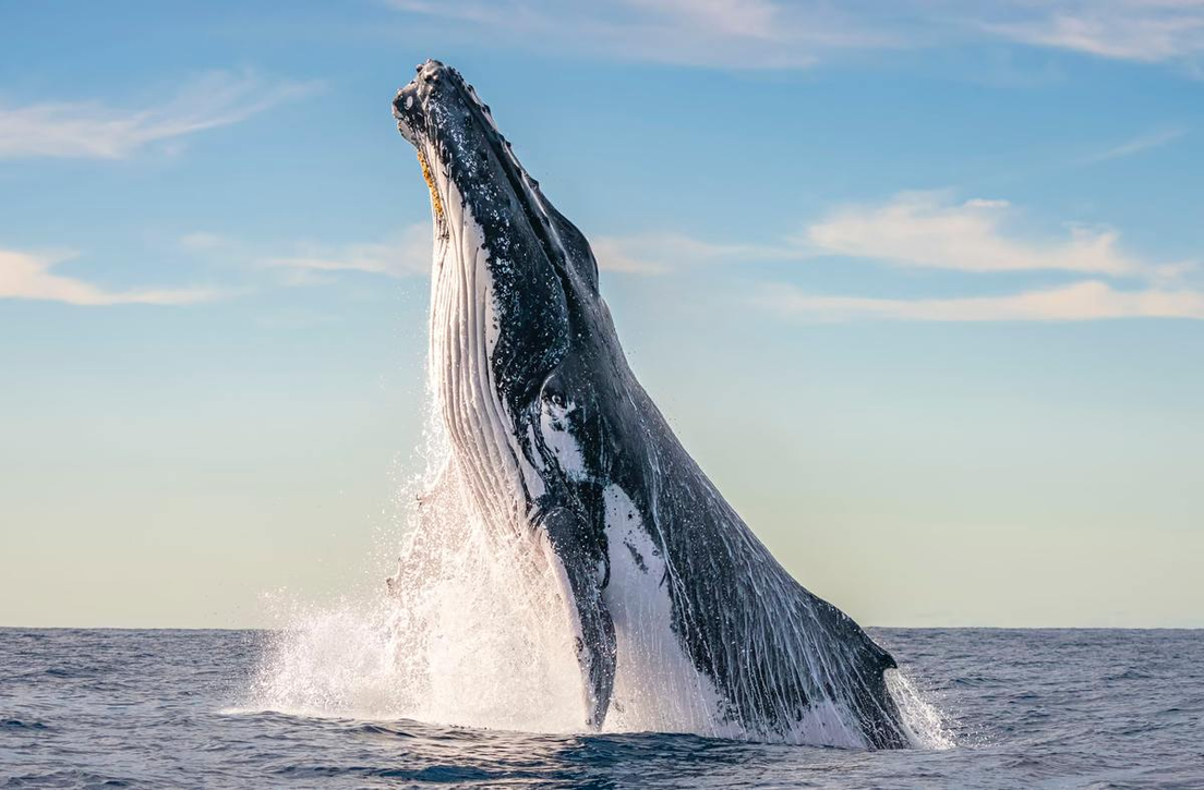 Una ballena jorobada durante su migración en las costas de Australia. Clayton Harris