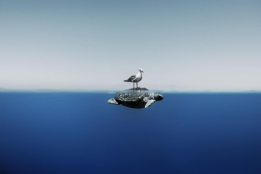 Una gaviota monta una tortuga en Menorca, España. Enric Gener