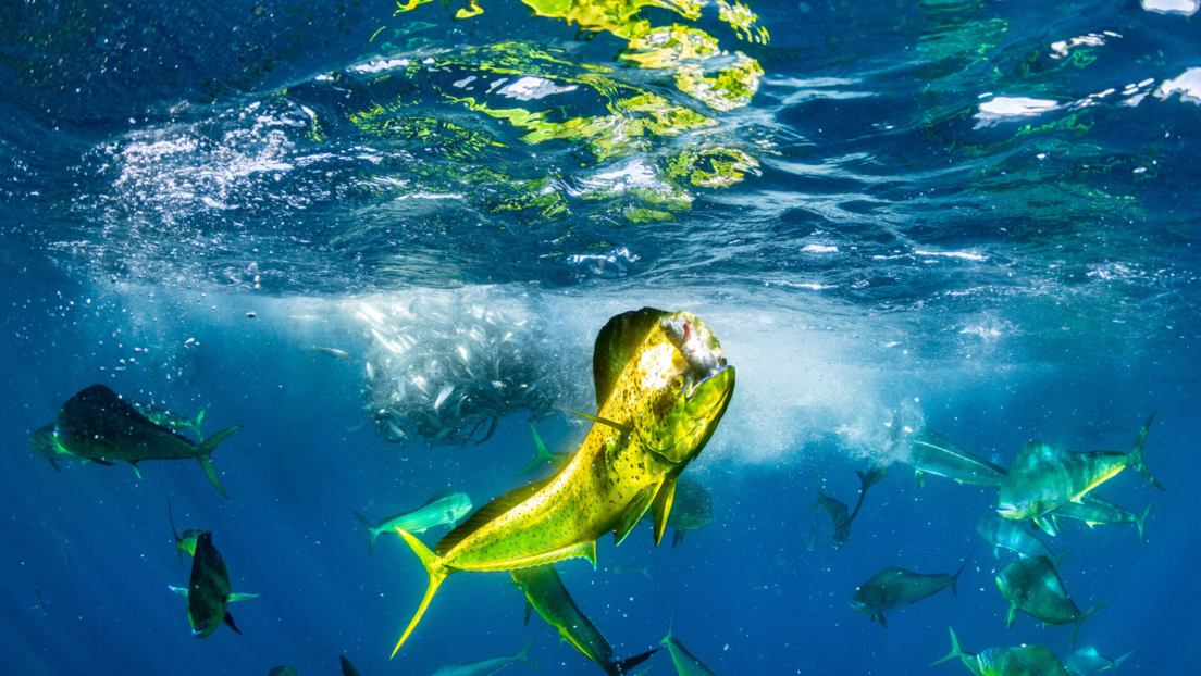 Un dorado triunfante muestra con orgullo su presa en medio de un frenesí alimenticio en Baja California Sur, México. Manuel Castellanos Raboso