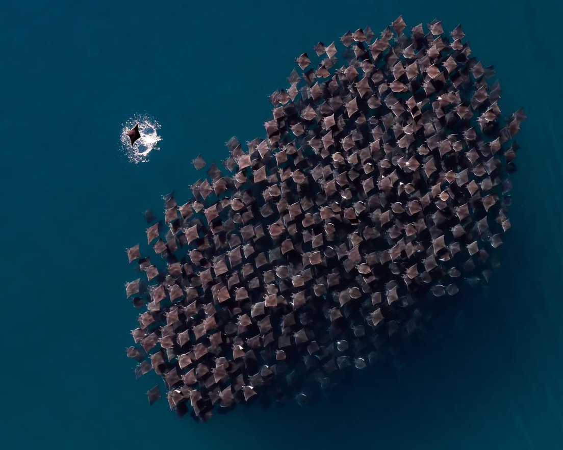 Mantarrayas en Baja California Sur, México. Laura Leusko