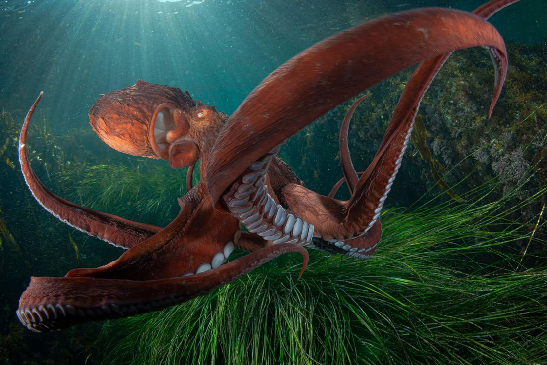 Un pulpo gigante del Pacífico en aguas poco profundas, Rusia. Andrey Shpatak