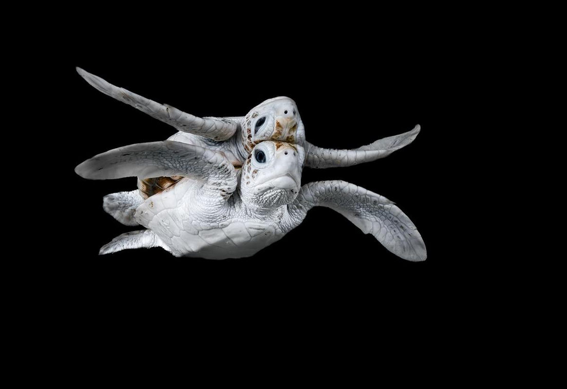 Una tortuga verde con leucismo en las islas Conflict, Papúa Nueva Guinea. Jake Wilton