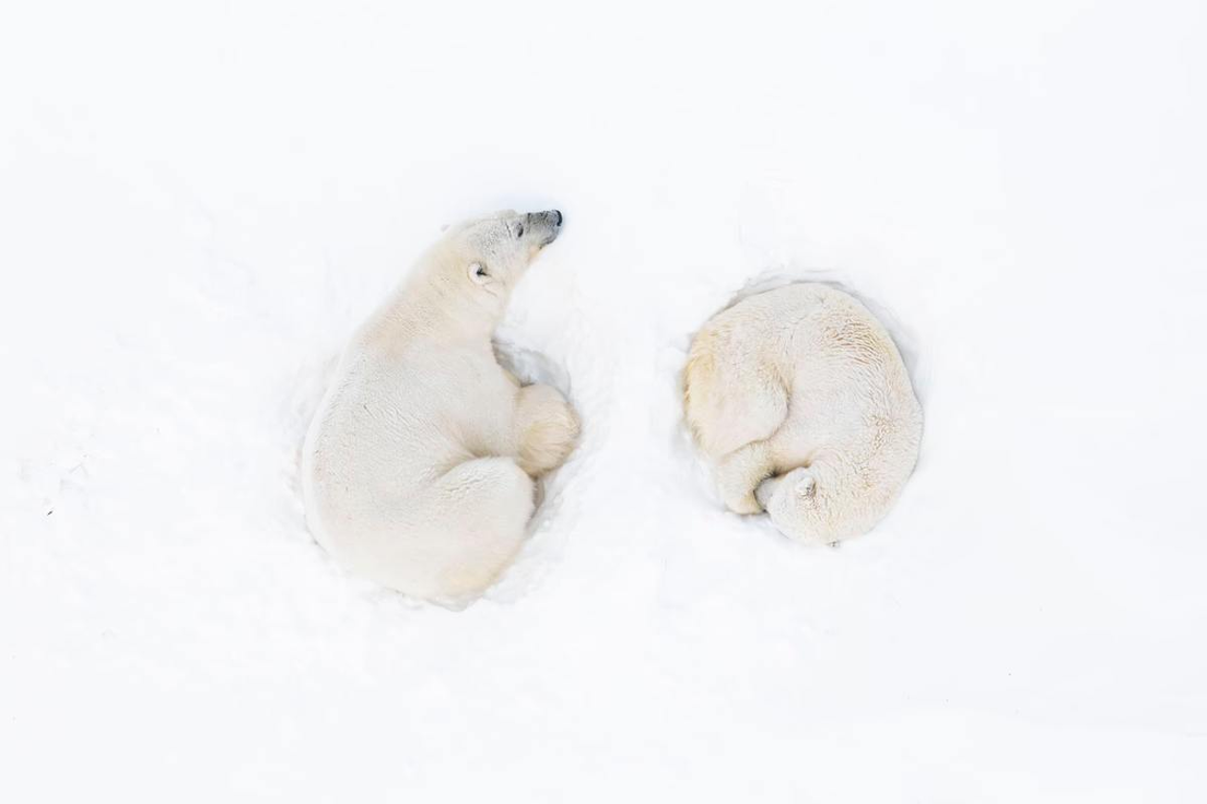 Cortejo entre osos polares en las montañas de Svalbard, Noruega. Florian Ledoux