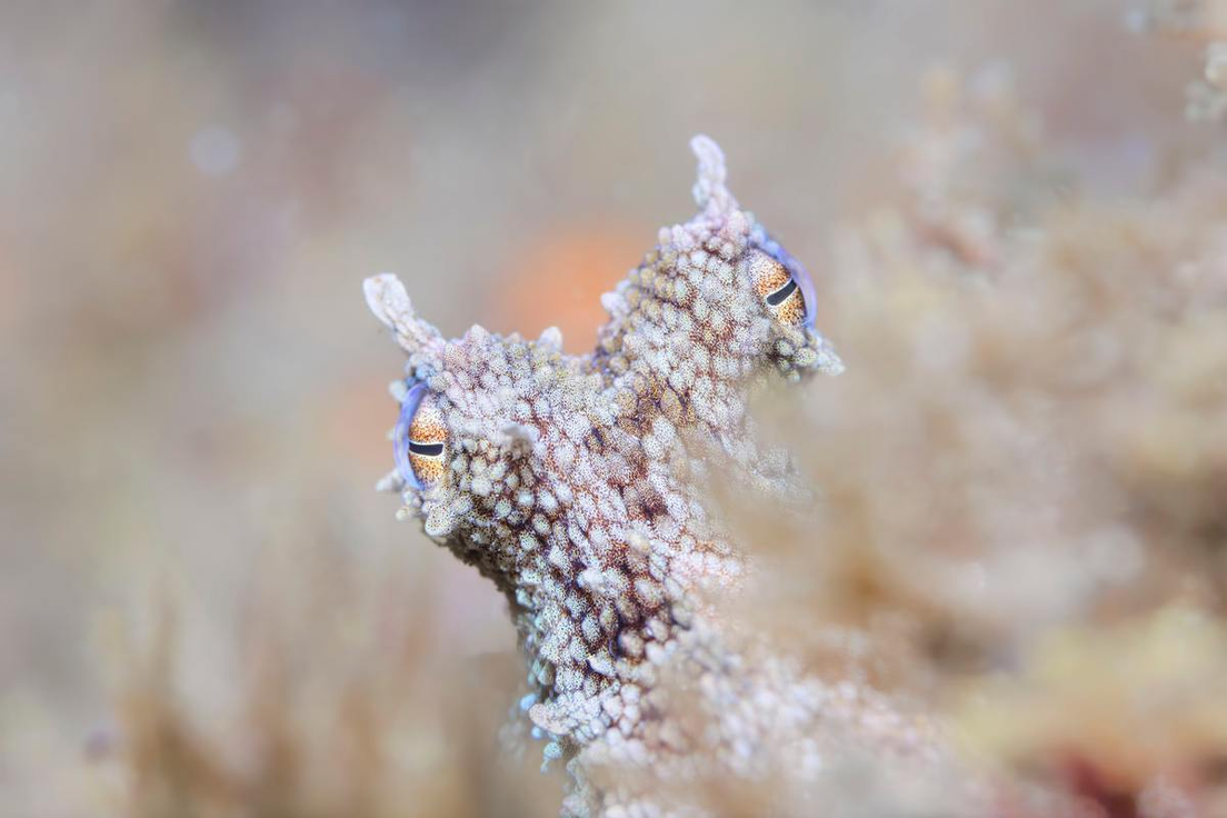 Un pulpo se asoma con curiosidad desde su escondite, Sudáfrica. Kate Jonker